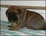 Puppies 1-3 weeks - Pennut 1-3 viikkoa